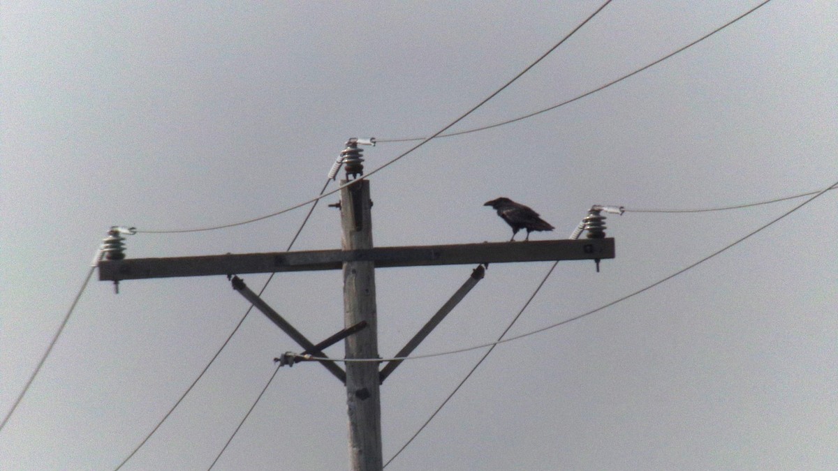 Common Raven - Koby Pearson-Bortle