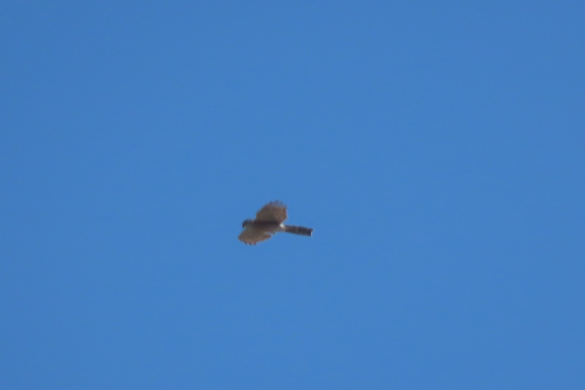 Sharp-shinned Hawk - Mike Lesnik