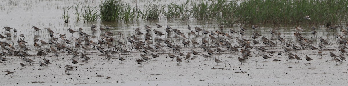 Broad-billed Sandpiper - Simon Pinder