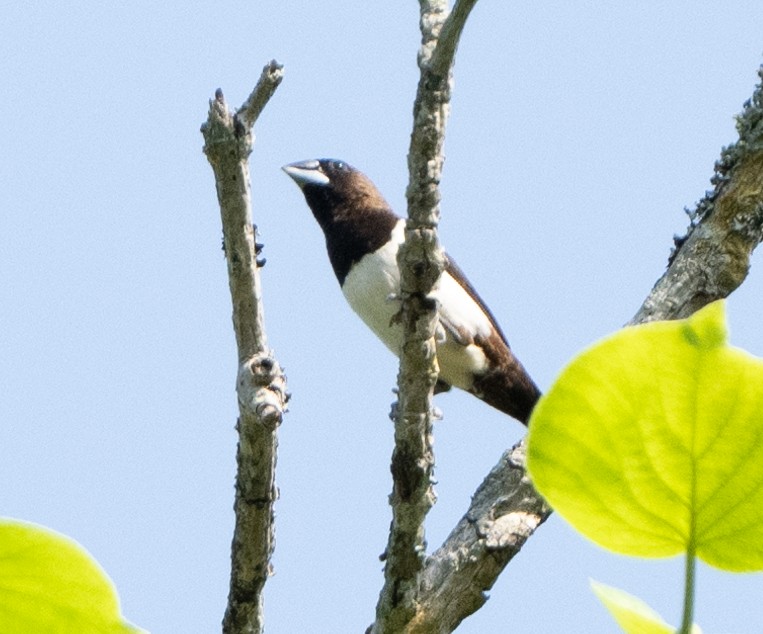 White-rumped Munia - Anurag Mishra