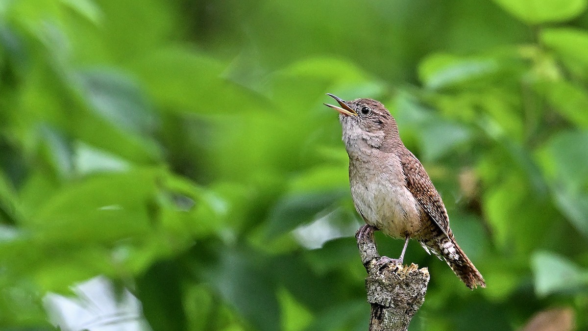 House Wren - Soren Bentzen