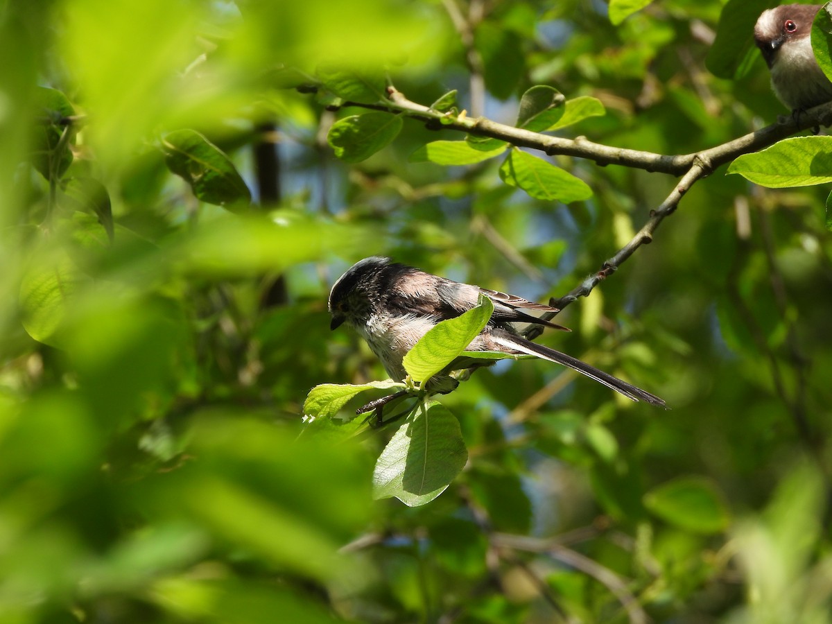 Long-tailed Tit - Haydee Huwel