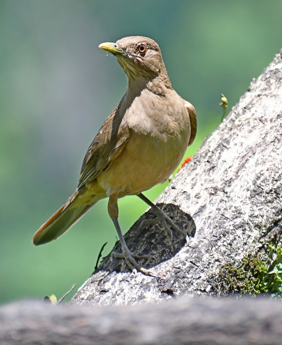 Clay-colored Thrush - Edward Clark