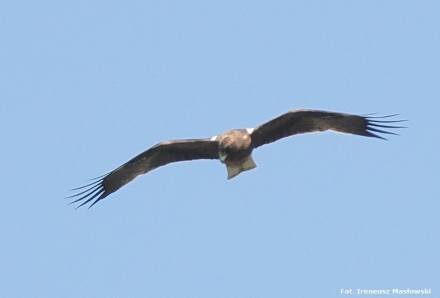 Booted Eagle - Sławomir Niedźwiecki