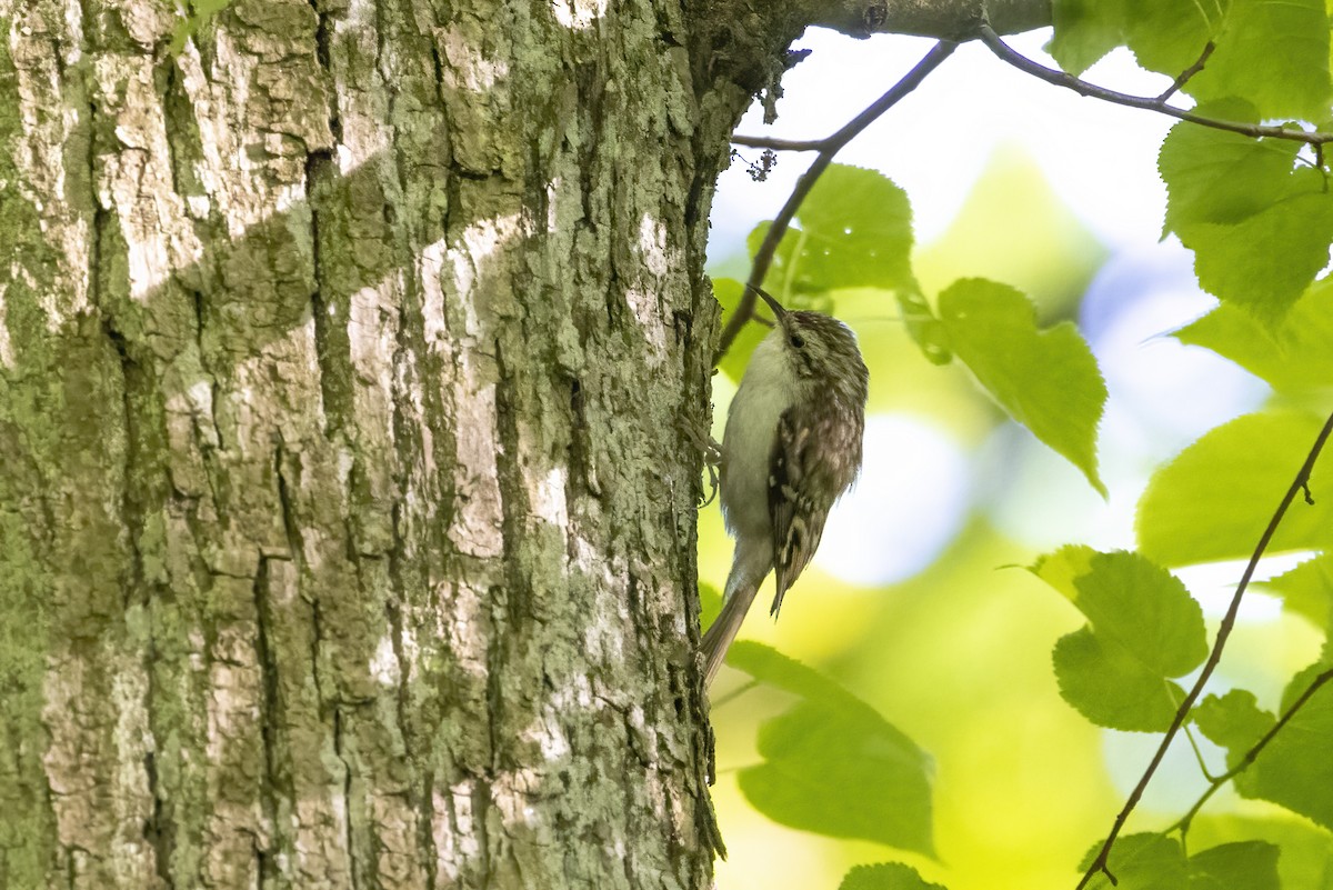 Eurasian Treecreeper - Delfin Gonzalez