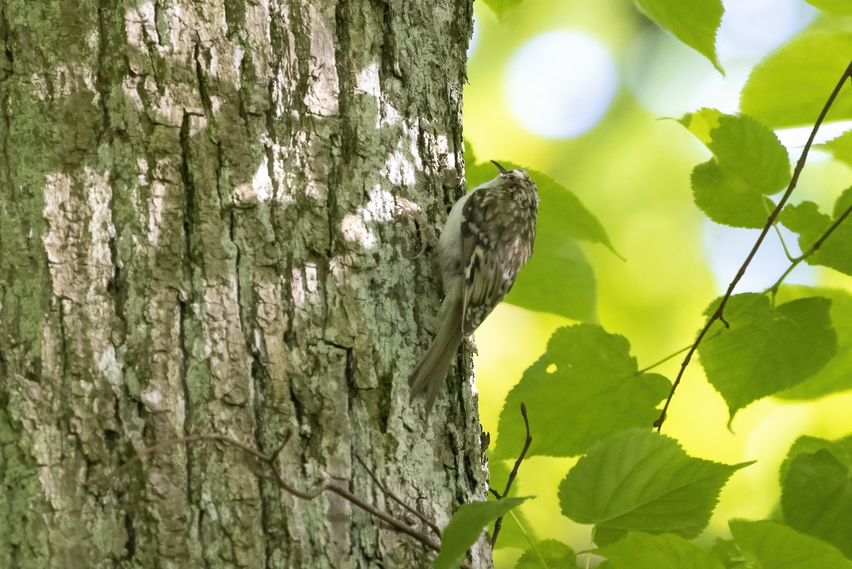 Eurasian Treecreeper - Delfin Gonzalez