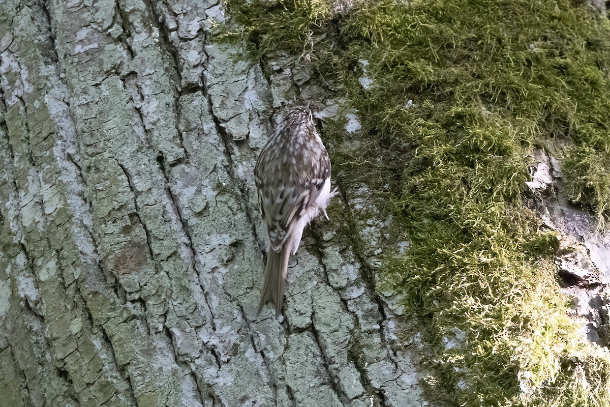 Eurasian Treecreeper - Delfin Gonzalez