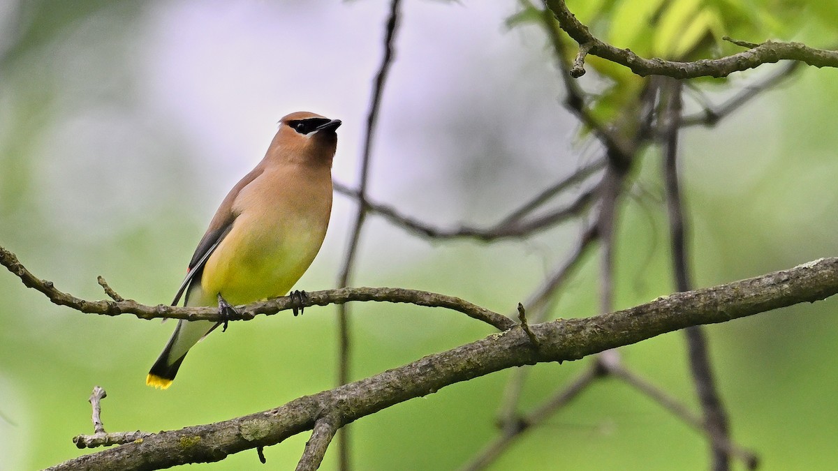 Cedar Waxwing - Soren Bentzen