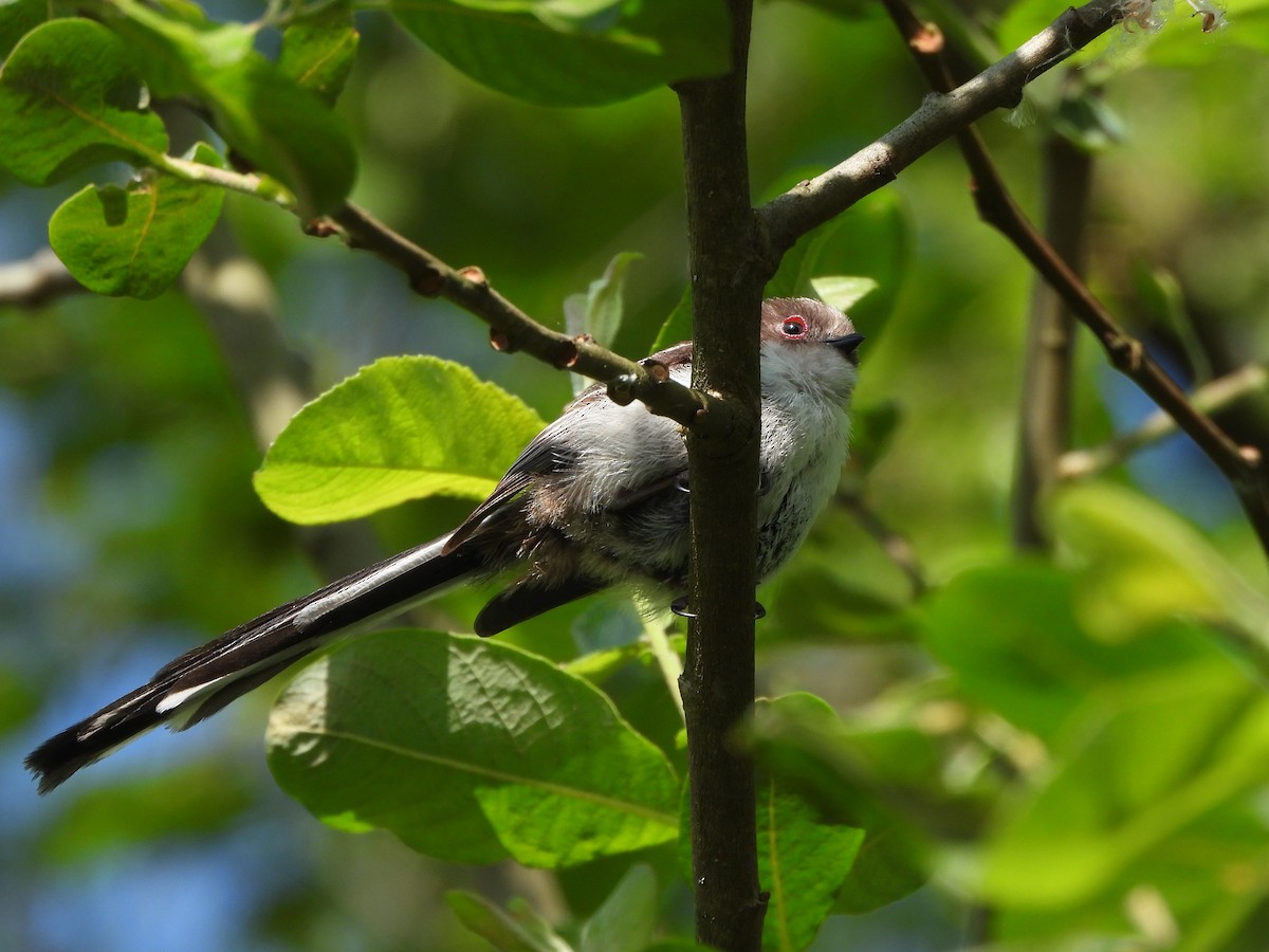 Long-tailed Tit - Haydee Huwel