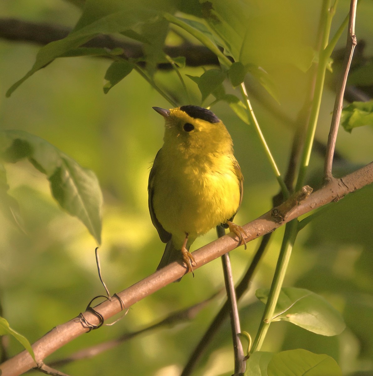 Wilson's Warbler - Sue Riffe