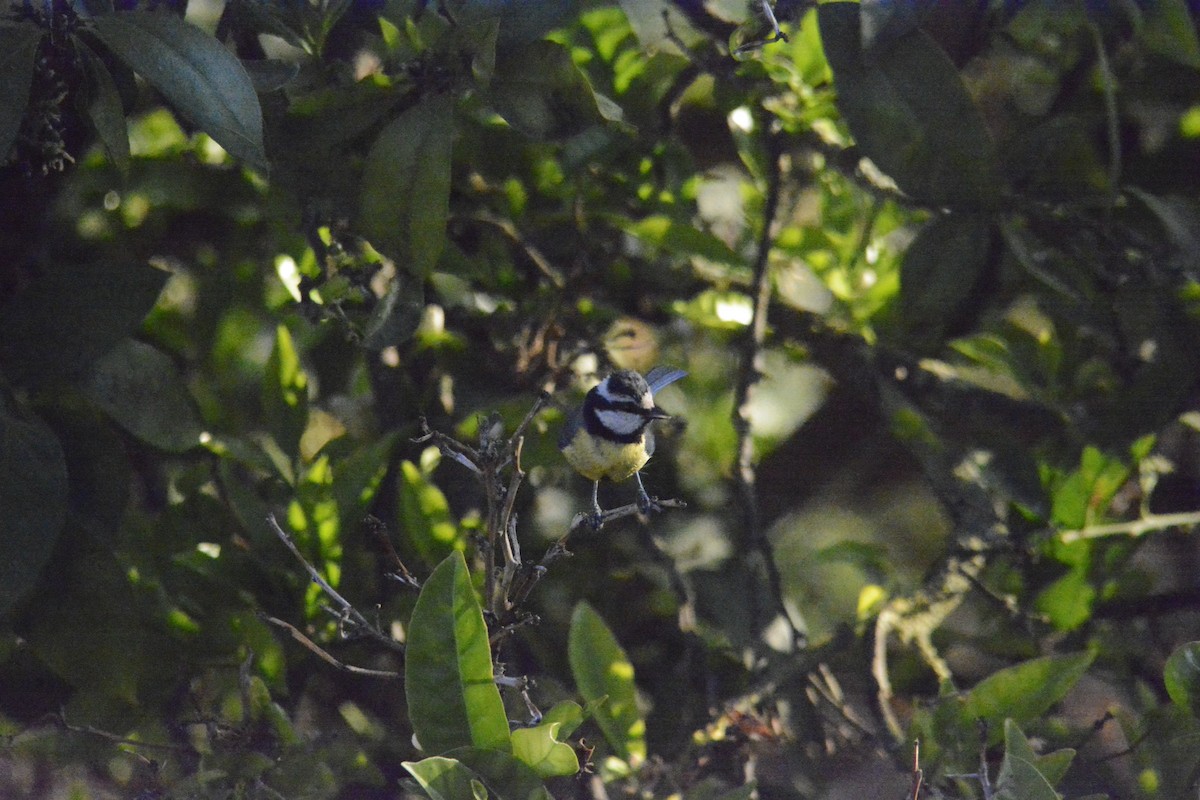 African Blue Tit - Jon Uña