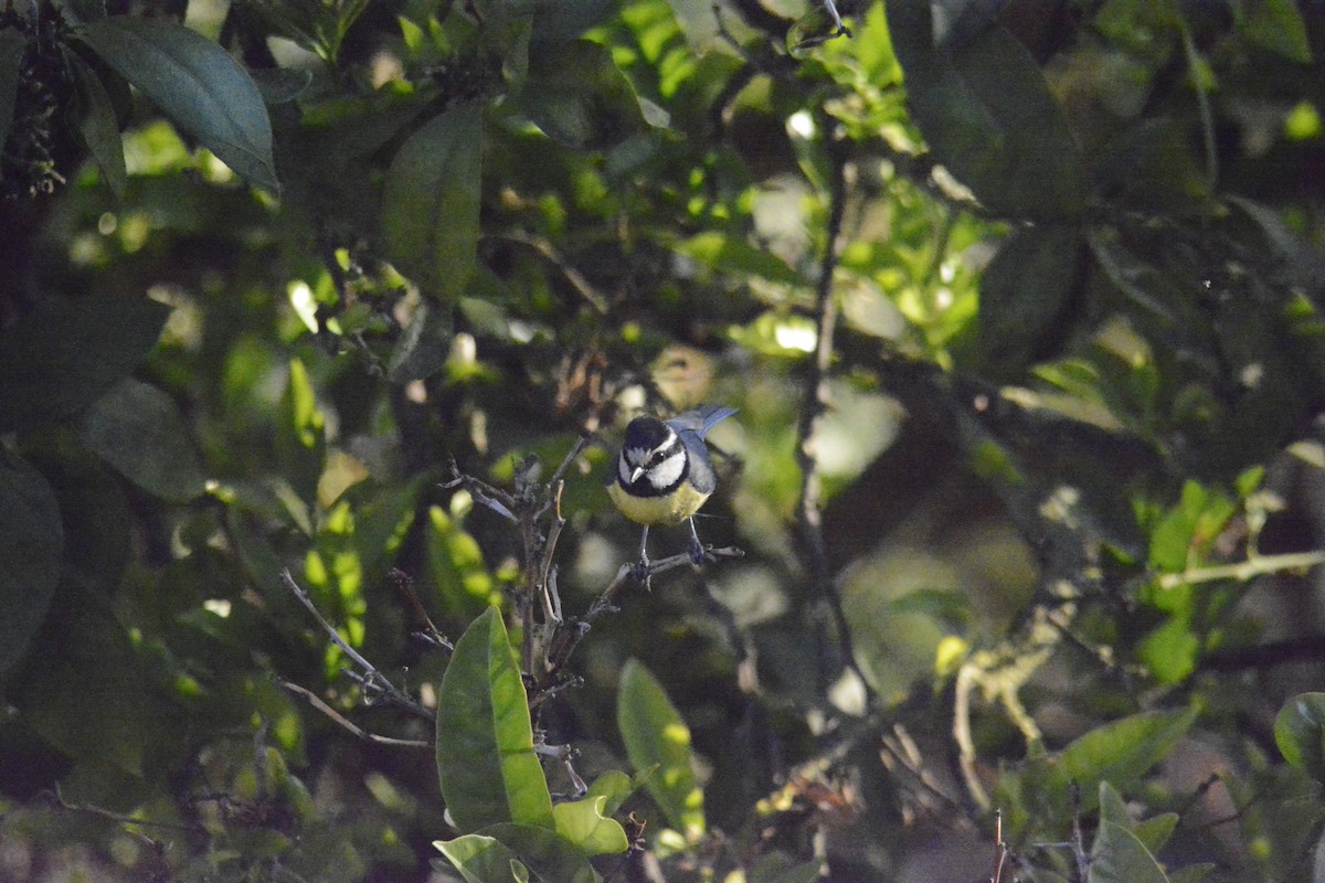 African Blue Tit - Jon Uña