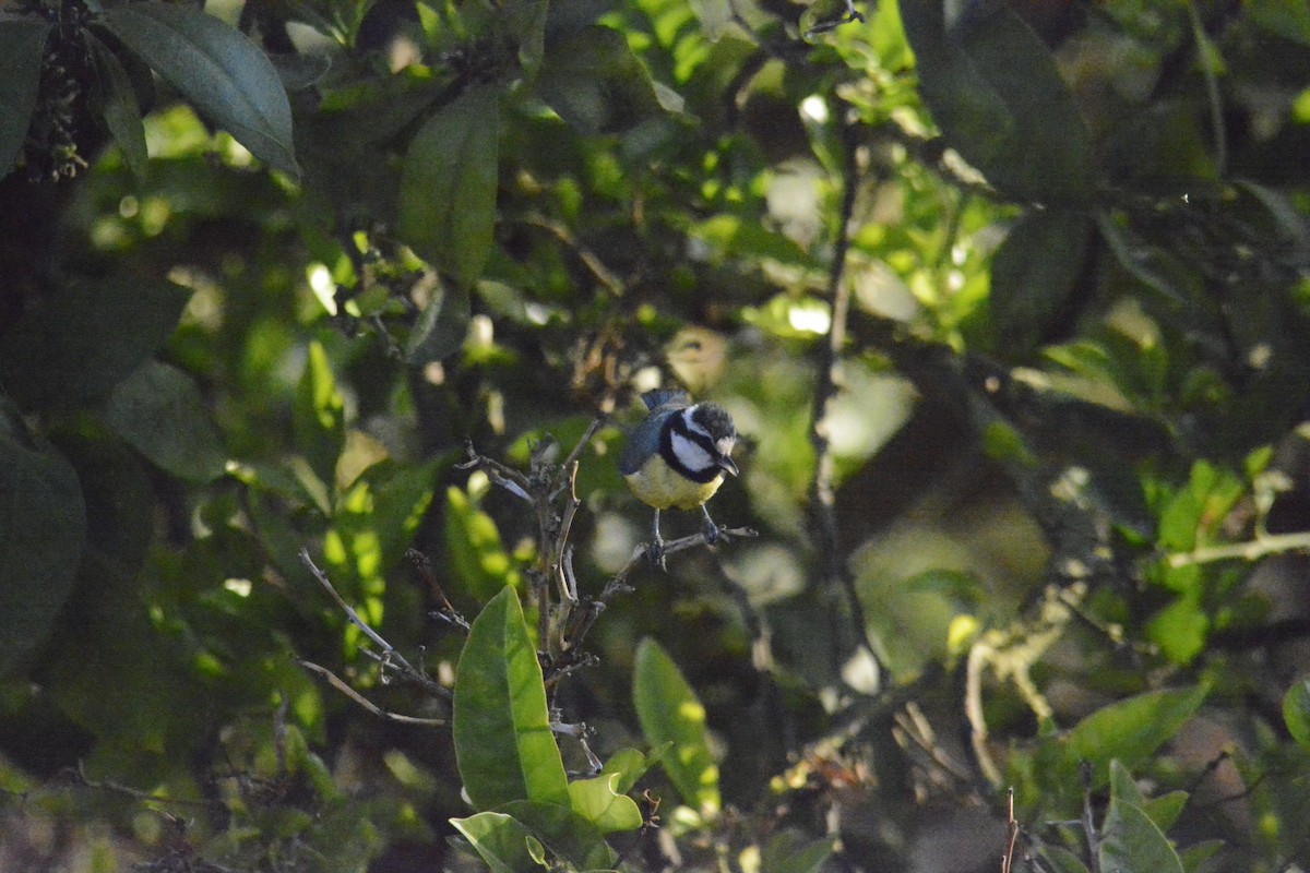 African Blue Tit - Jon Uña