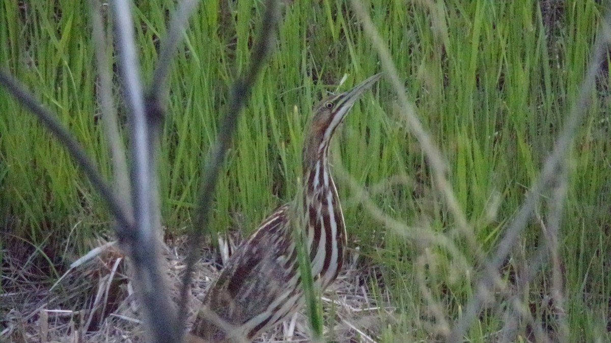 American Bittern - Koby Pearson-Bortle