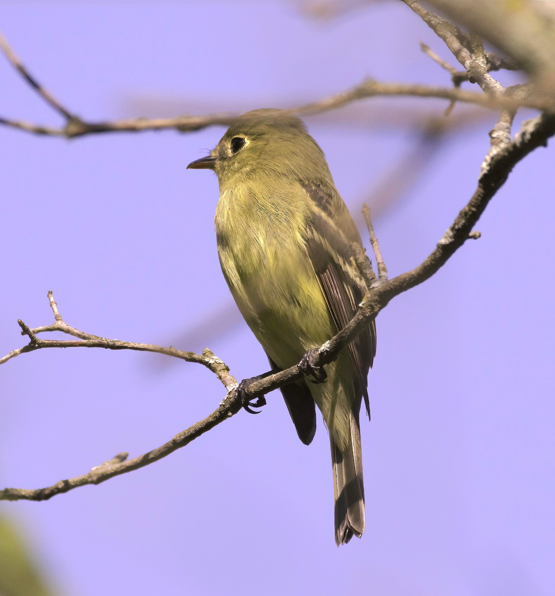 Yellow-bellied Flycatcher - Sue Riffe