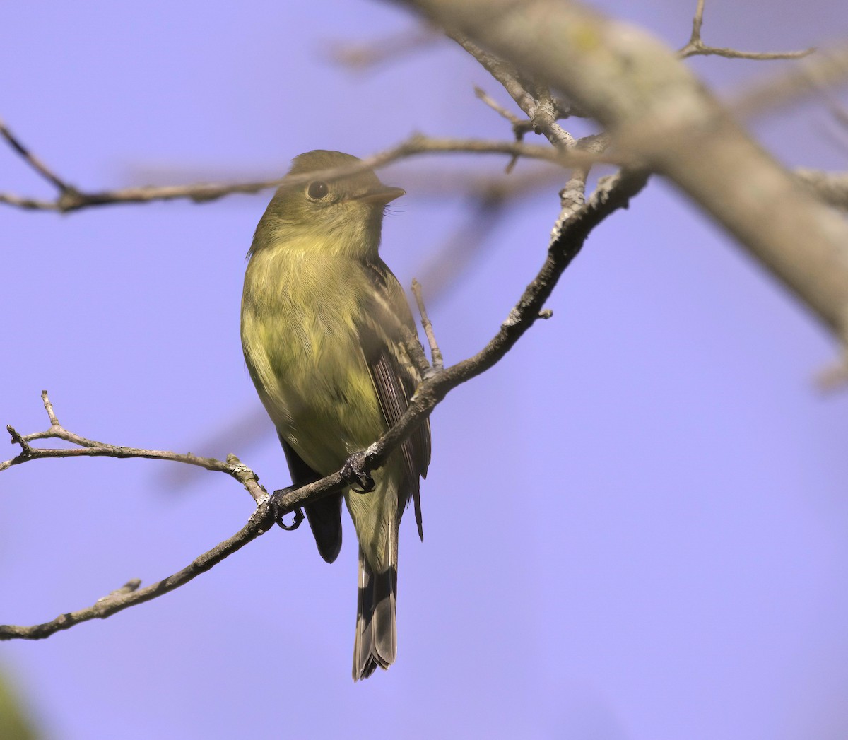 Yellow-bellied Flycatcher - Sue Riffe