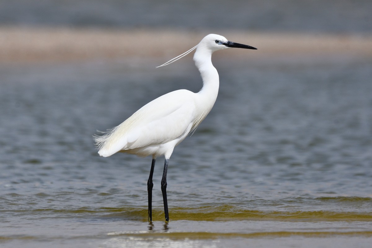 Little Egret - Alejandro Gómez Vilches