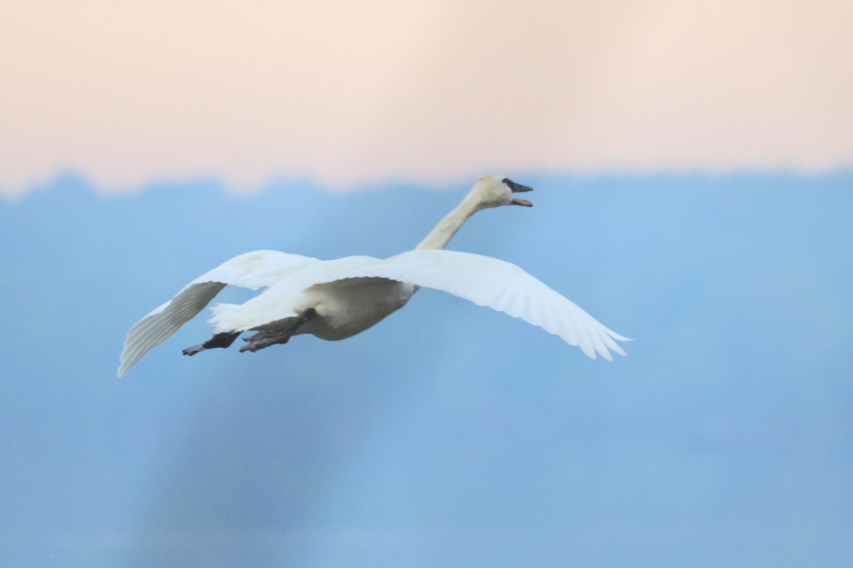 Tundra Swan - ML619487845