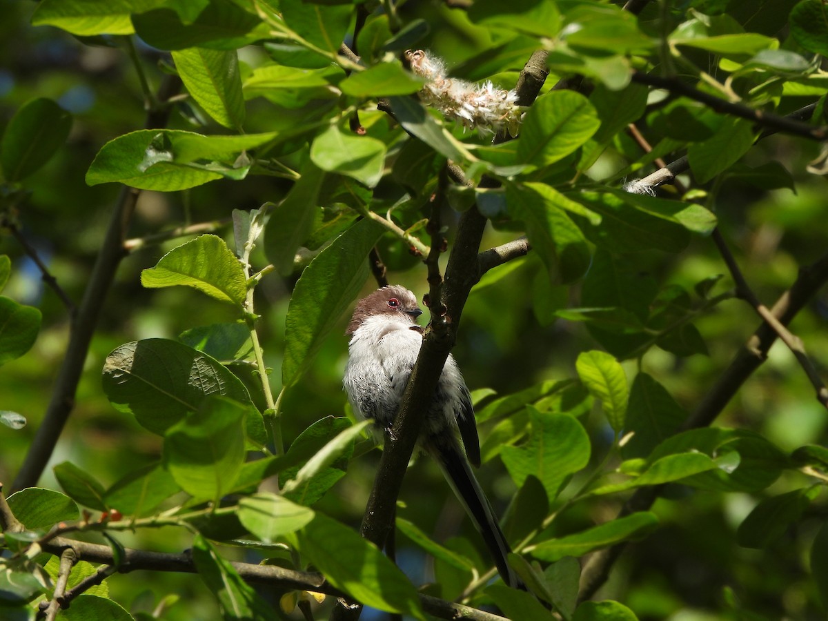 Long-tailed Tit - Haydee Huwel