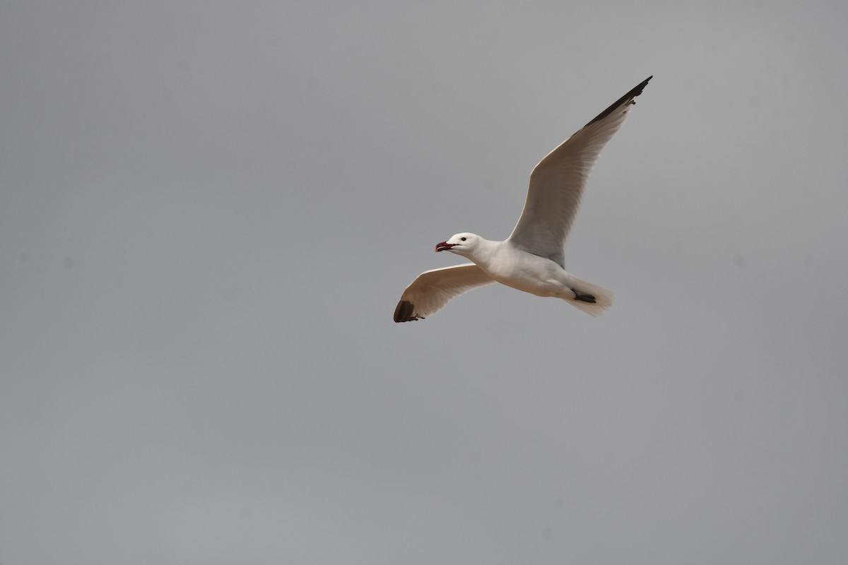 Audouin's Gull - Alejandro Gómez Vilches