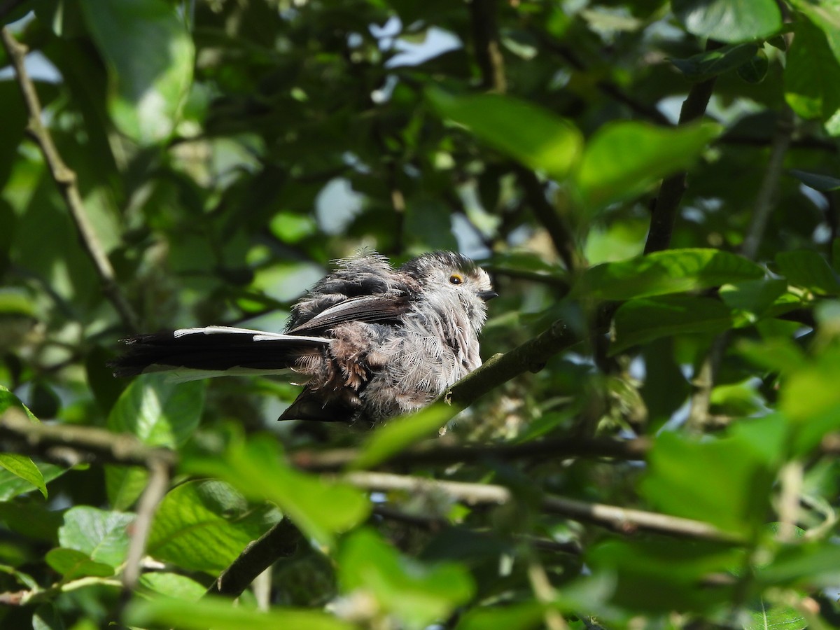 Long-tailed Tit - Haydee Huwel