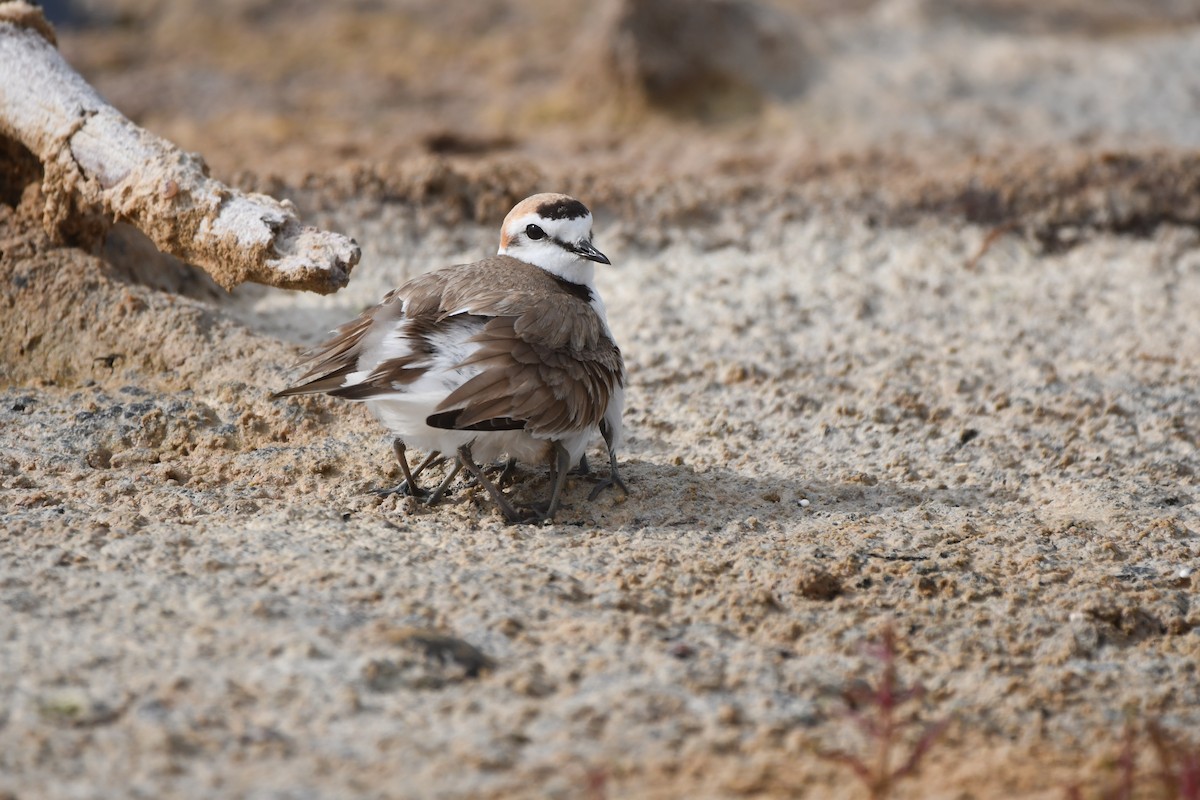 Kentish Plover - Alejandro Gómez Vilches