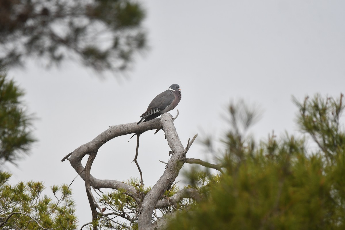 Common Wood-Pigeon - ML619487864