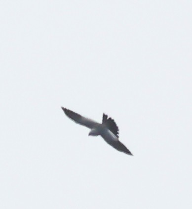 Mississippi Kite - Dave Czaplak