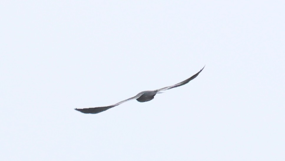 Mississippi Kite - Dave Czaplak