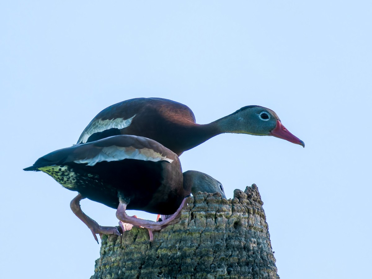 Black-bellied Whistling-Duck - Joseph Bartlett