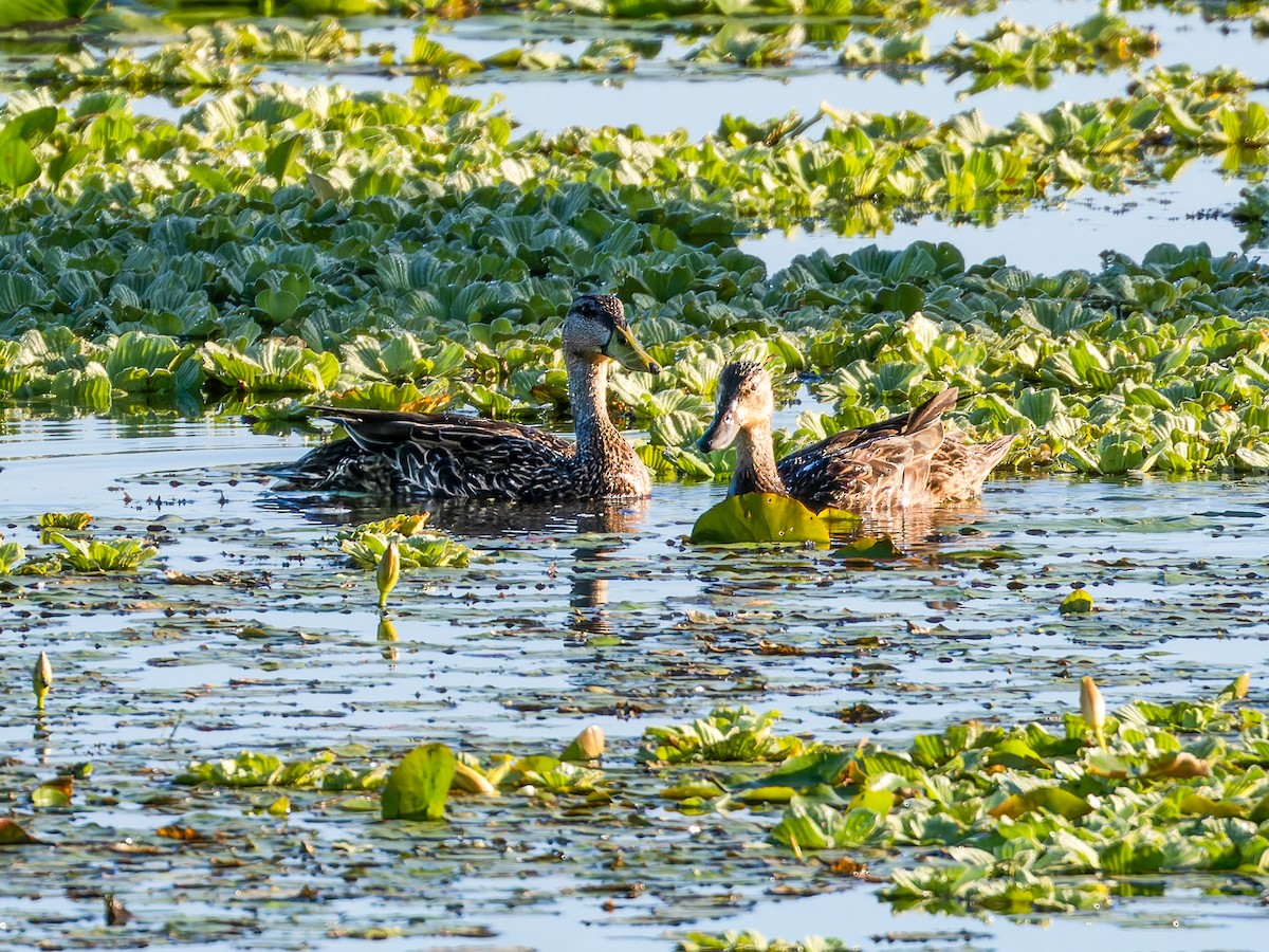 Mottled Duck - Joseph Bartlett