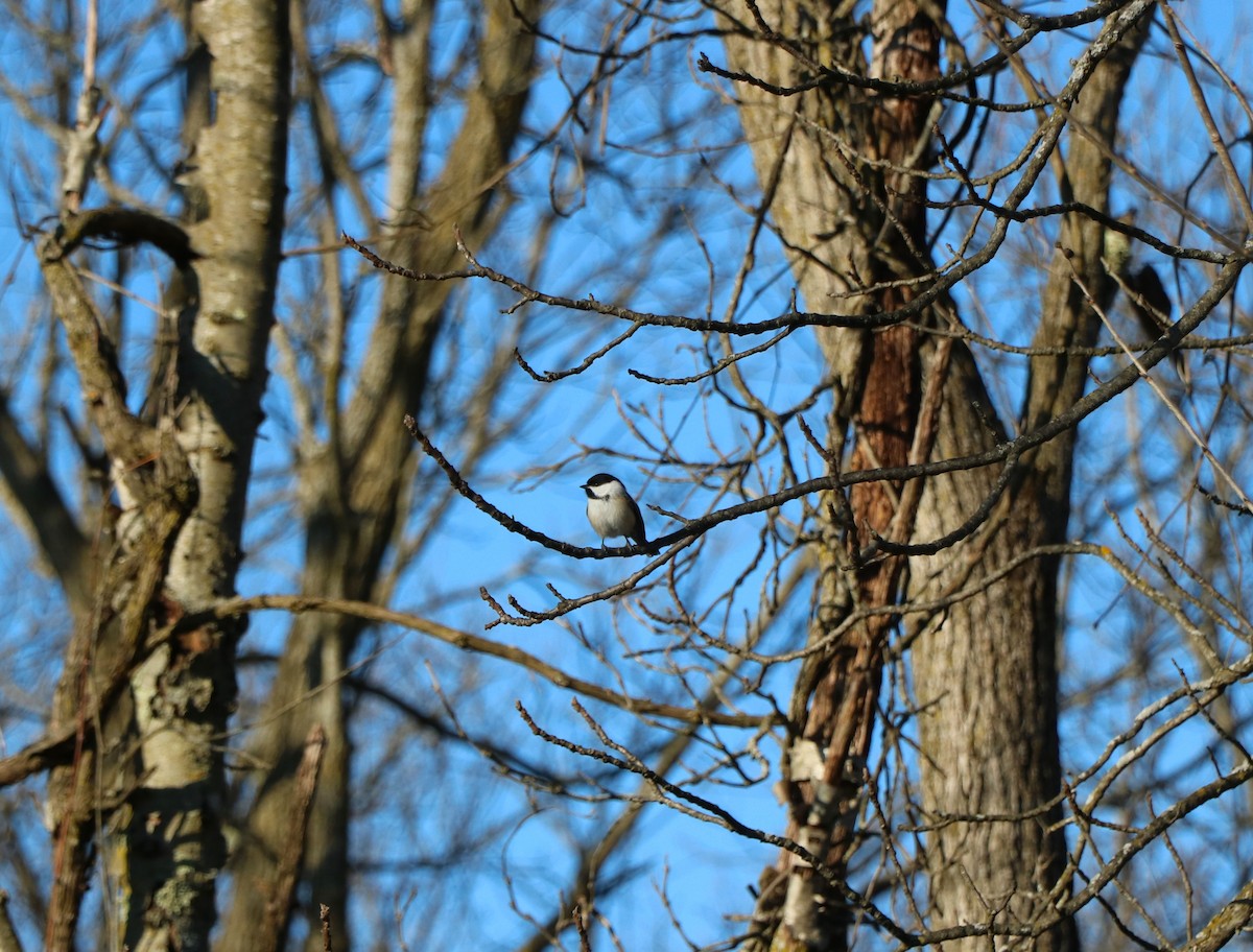 Black-capped Chickadee - Lisa Maier