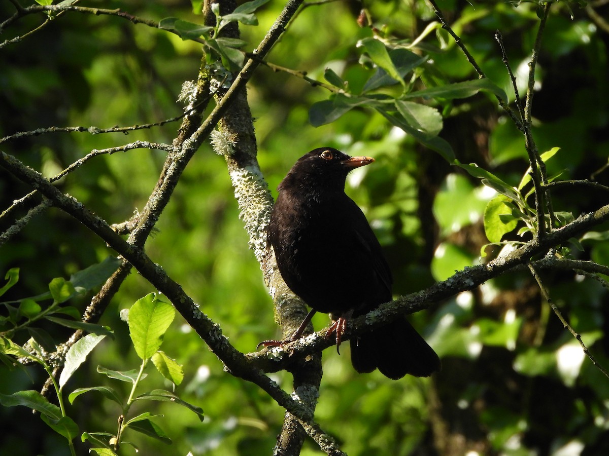 Eurasian Blackbird - Haydee Huwel