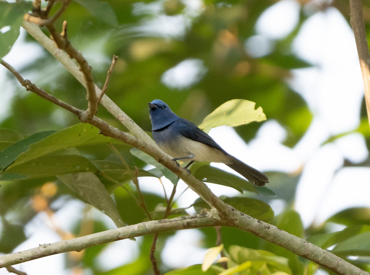 Black-naped Monarch - Anurag Mishra