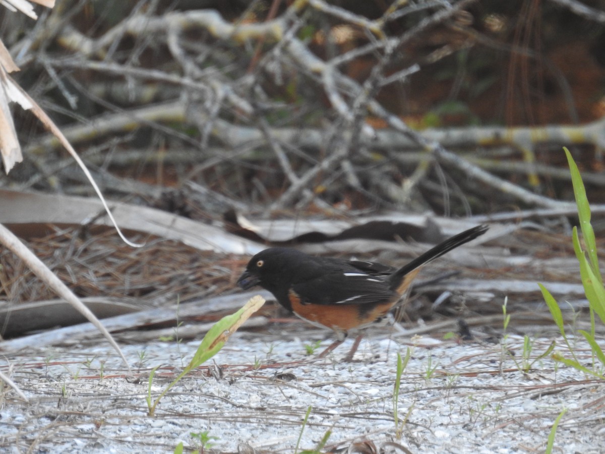 Eastern Towhee - Wendy Meehan