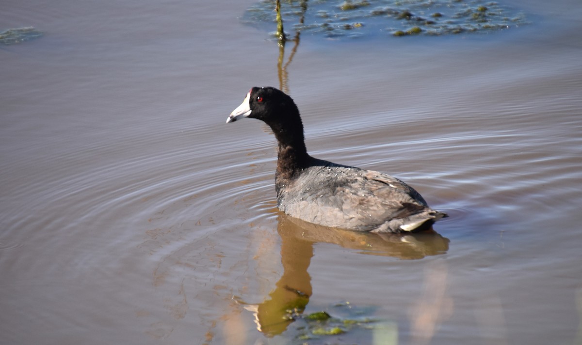 American Coot - ML619487893