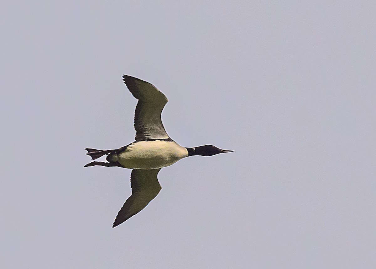 Common Loon - Clark Johnson