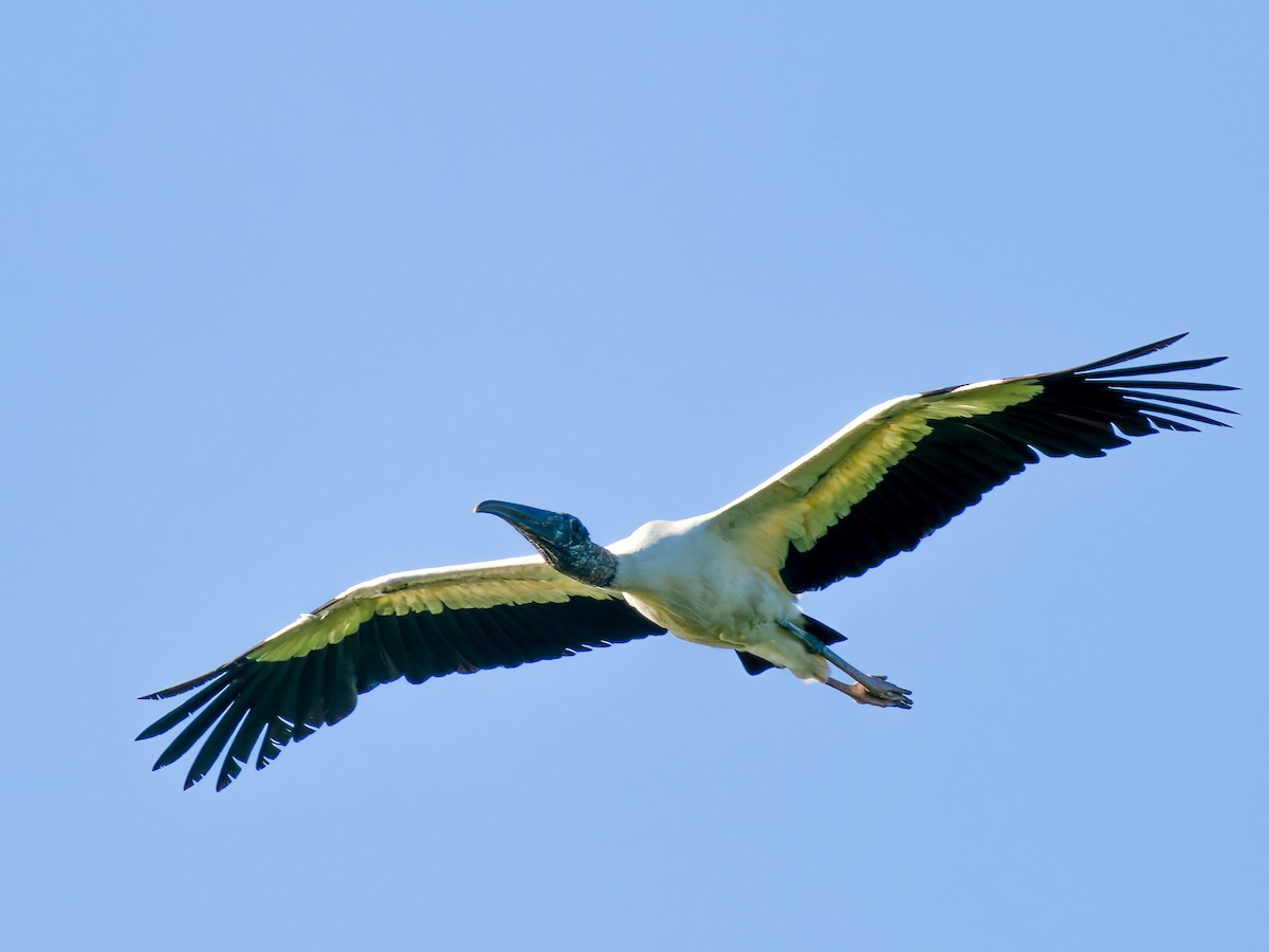 Wood Stork - Joseph Bartlett