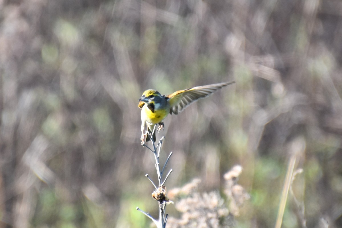 Dickcissel - ML619487898