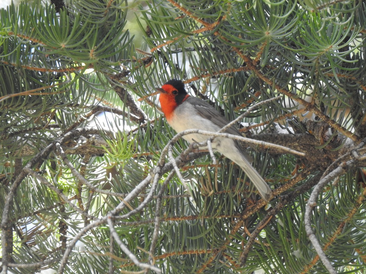 Red-faced Warbler - ML619487900