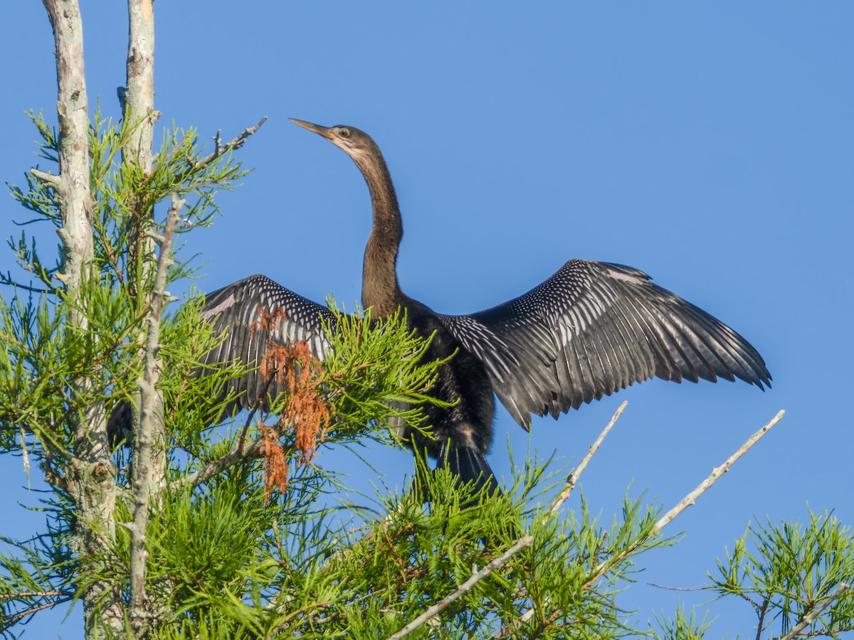 Anhinga - Joseph Bartlett