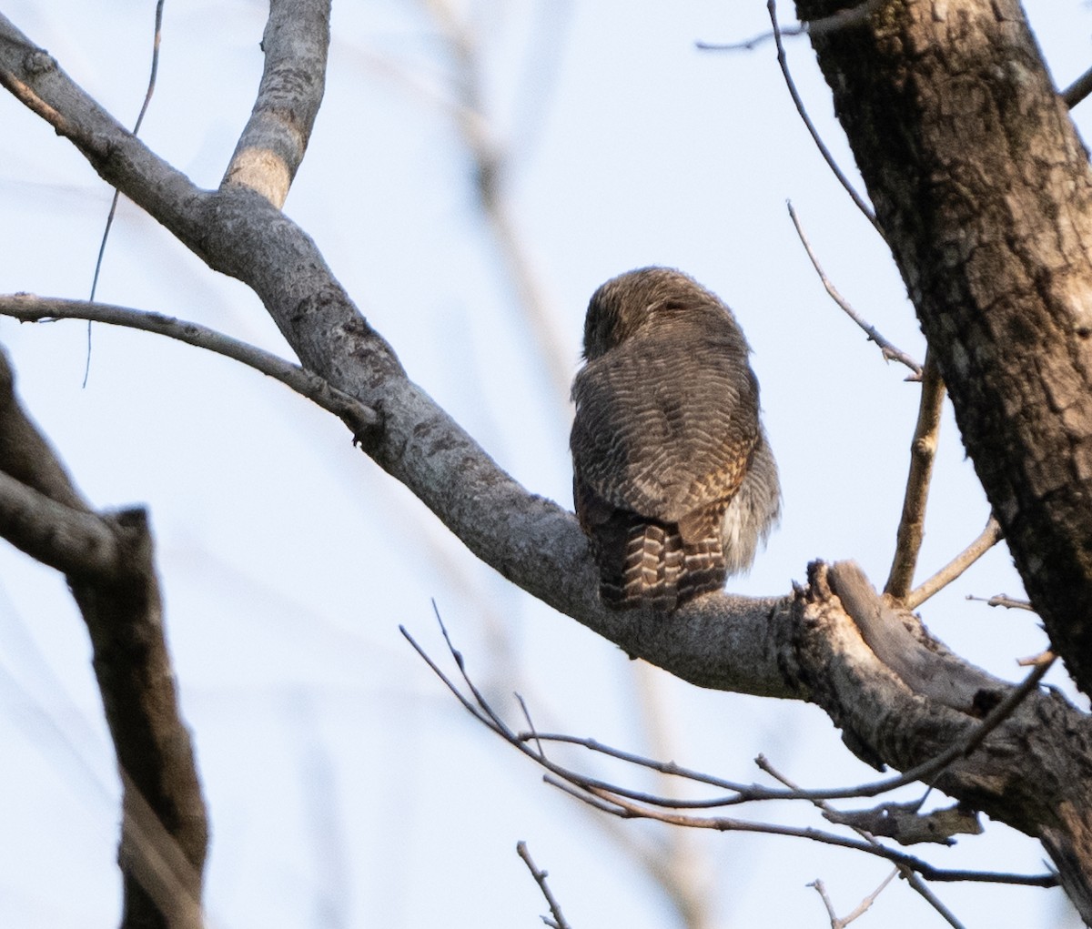 Jungle Owlet - Anurag Mishra