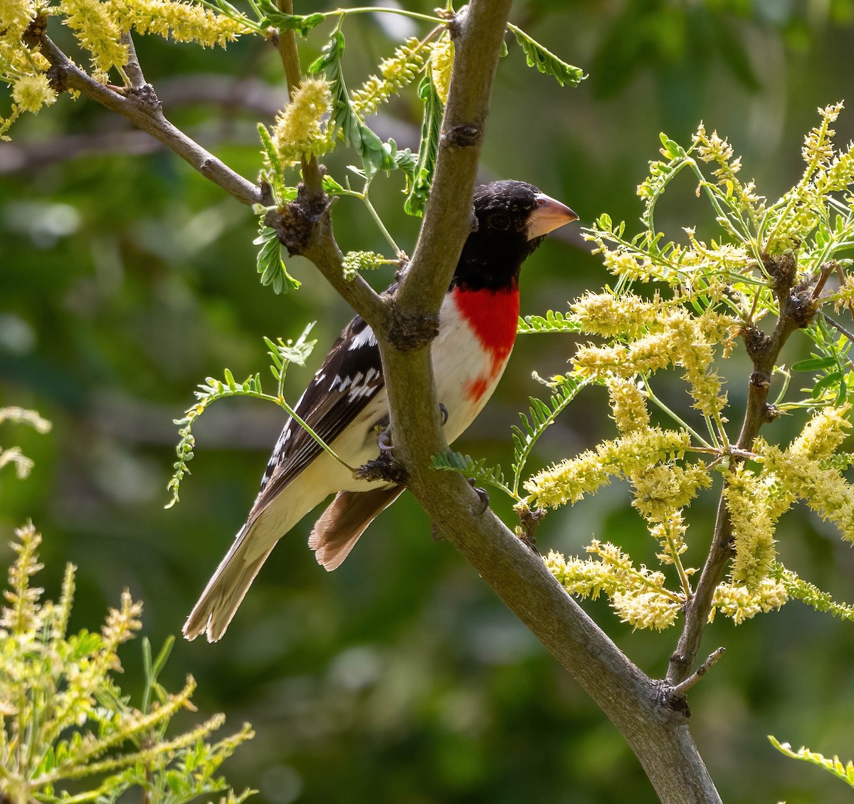 Rose-breasted Grosbeak - Eric Bodker