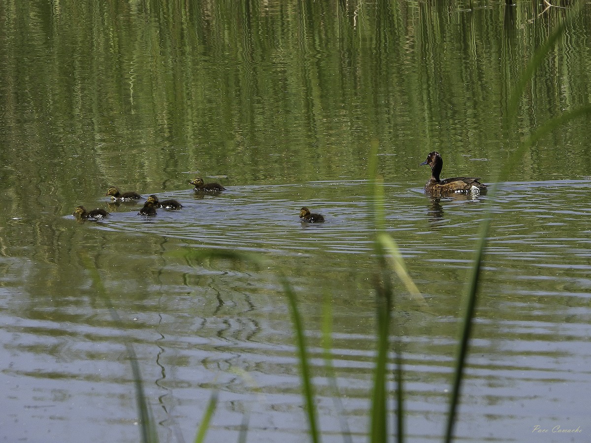 Ferruginous Duck - Paco Camacho