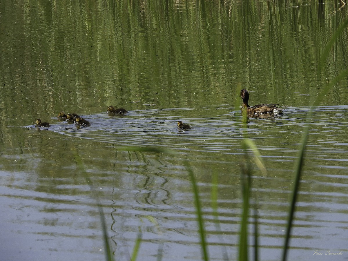 Ferruginous Duck - Paco Camacho