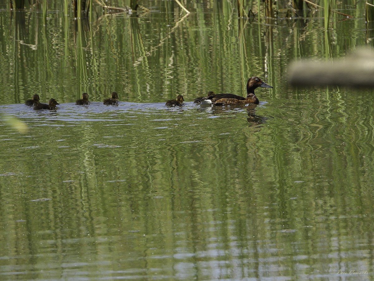 Ferruginous Duck - Paco Camacho