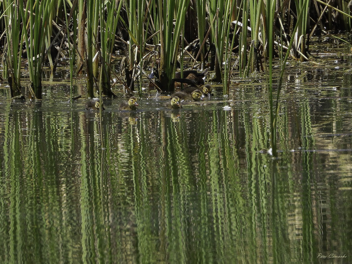 Ferruginous Duck - Paco Camacho