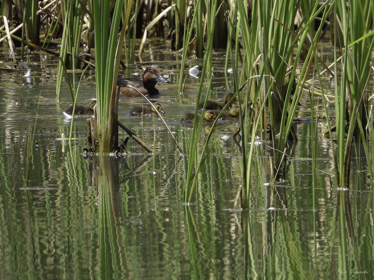 Ferruginous Duck - Paco Camacho