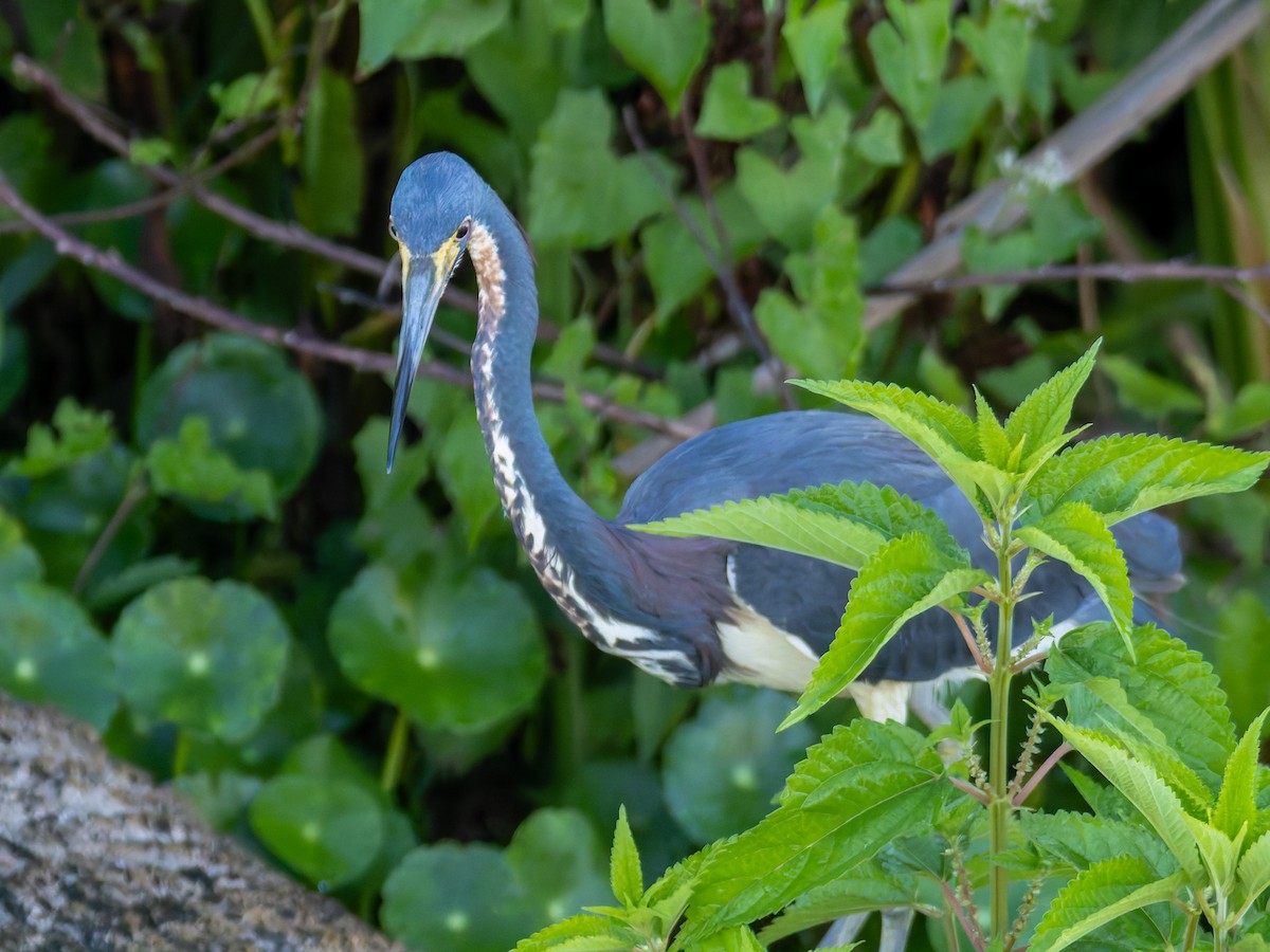 Tricolored Heron - Joseph Bartlett