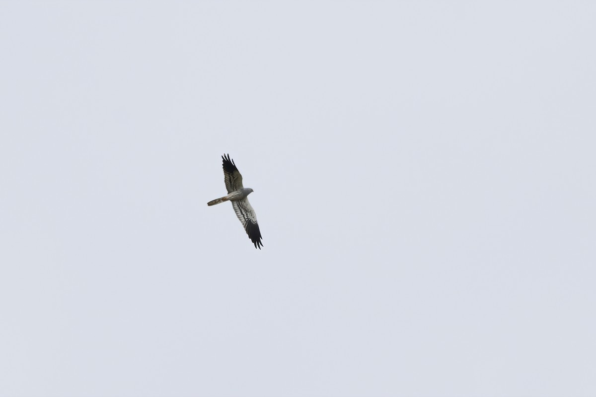 Montagu's Harrier - Delfin Gonzalez